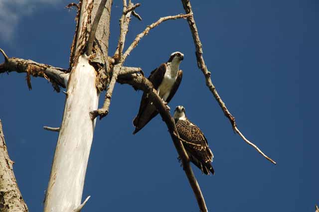 Osprey on a dead tree limb